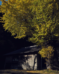 影と黄（木）