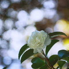 可憐な花とハートの葉。