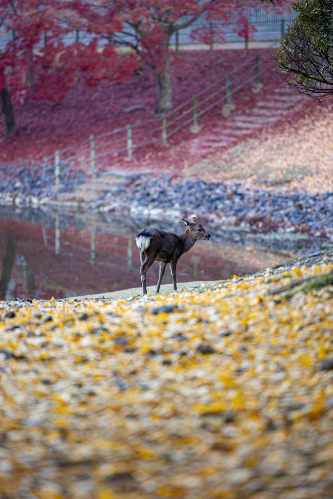 紅葉と鹿2 by tsuru-tsuru （ID：10017925） - 写真共有サイト:PHOTOHITO