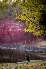 紅葉と鹿１