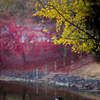 紅葉と鹿１