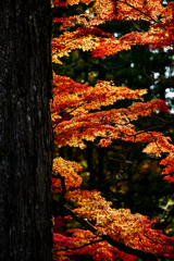 紅葉　高野山