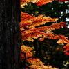 紅葉　高野山