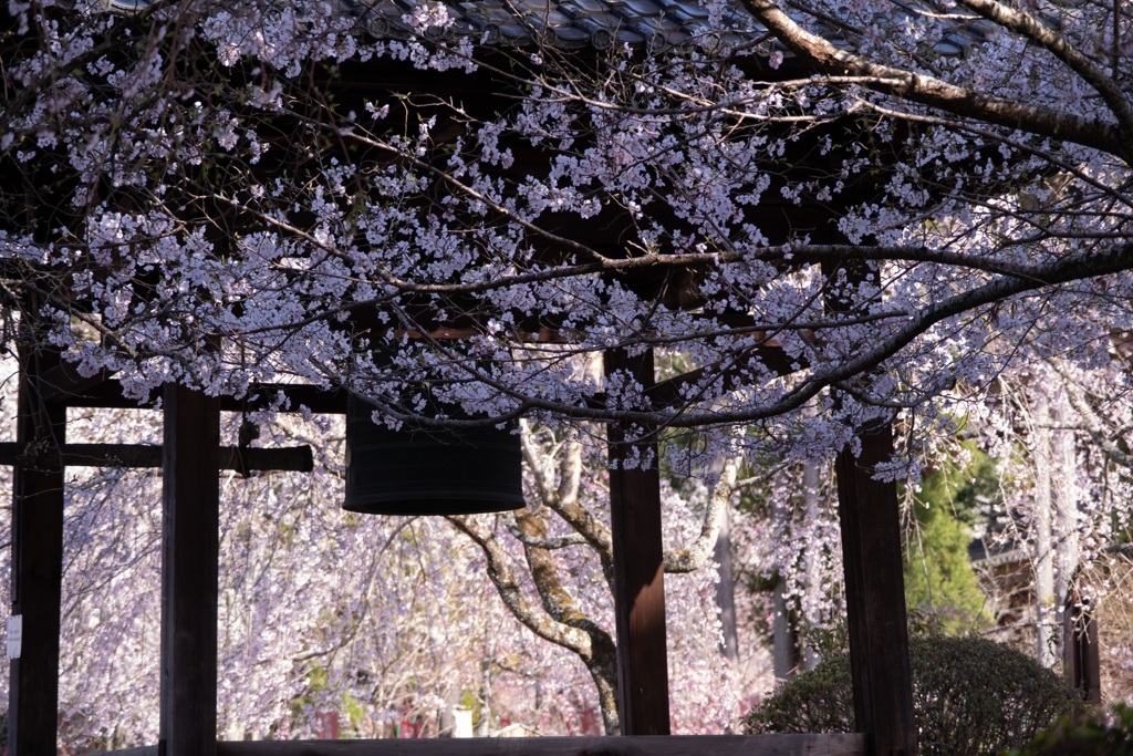 桜と梵鐘