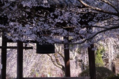 桜と梵鐘