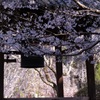 桜と梵鐘