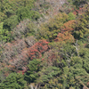 山