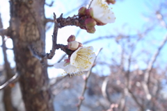 春のこえ