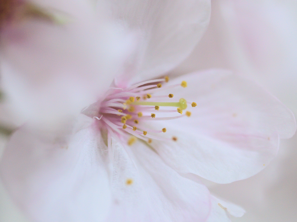 我が家に桜がやってきた