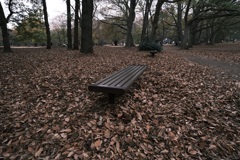 野川公園の秋6