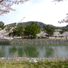 宇治川と春