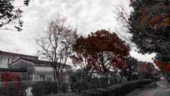 紅の小径