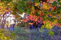 野川公園の秋1