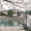 宇治川と春2