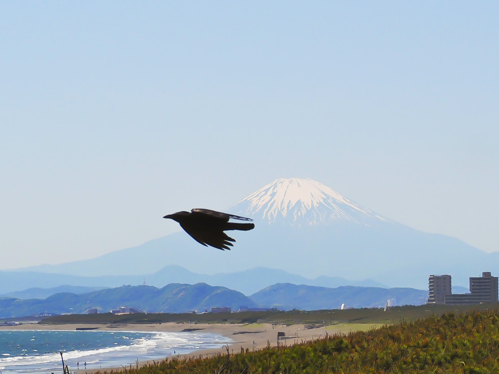 カラスと富士