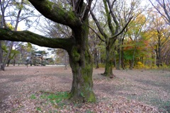 野川公園の秋3