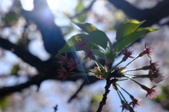 さくら……その後。