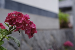 紫陽花