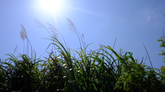 暑いね