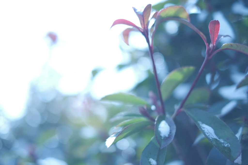 真っ白だった朝