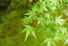 瑠璃光院