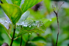 雨粒 