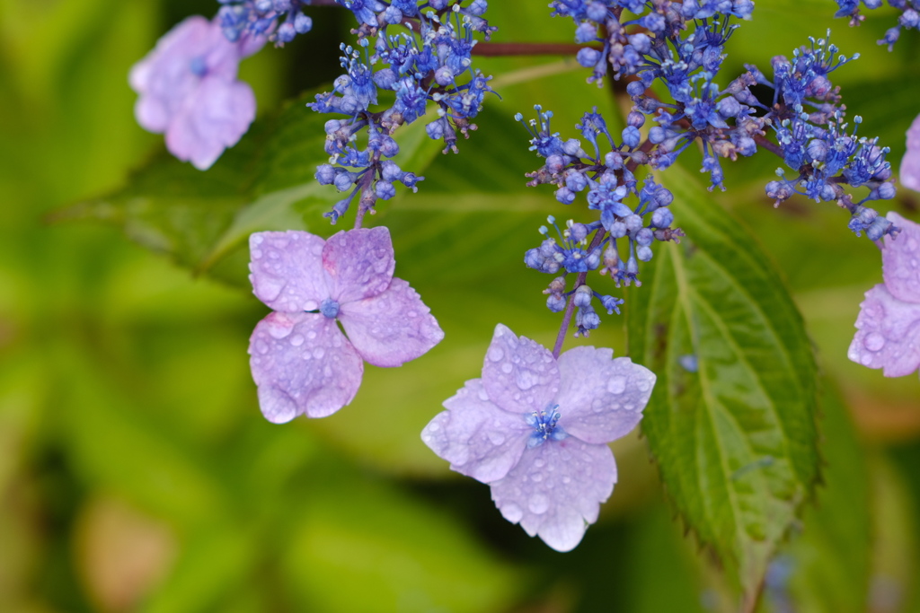 紫陽花