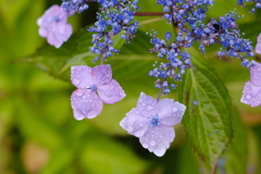紫陽花