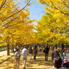国営昭和記念公園・黄葉