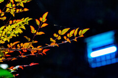 α7Ⅱ試写(2/4)