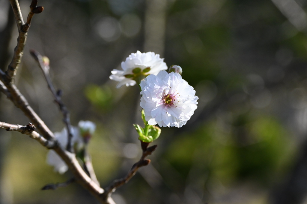 冬桜
