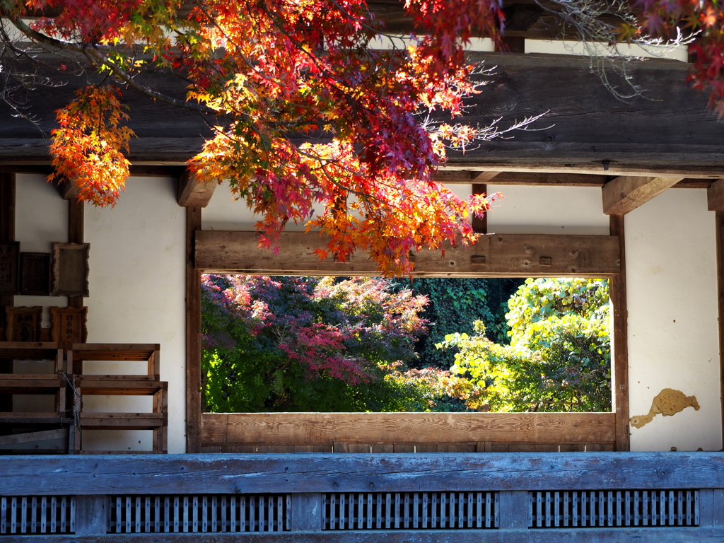 西三河の紅葉