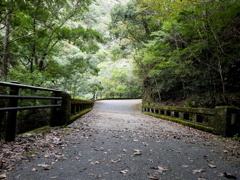 苔むした橋。