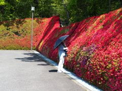 豊田市花めぐり３