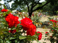 豊田市西山公園６