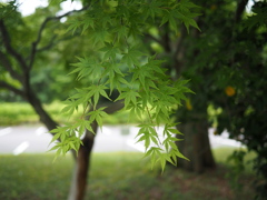 青もみじ