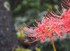 来年も待ってるよ～３