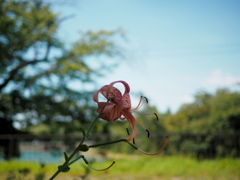 庭では