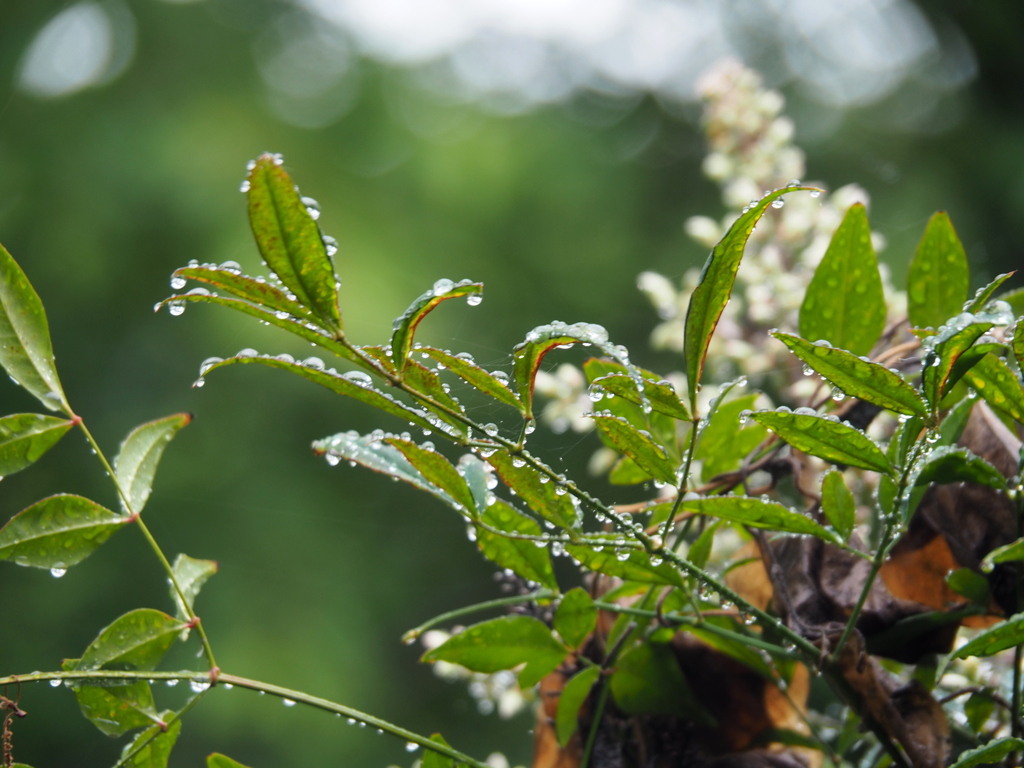 雨あがる