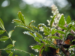 雨あがる