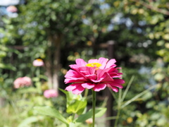 我が家の百日草・赤