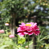 我が家の百日草・赤