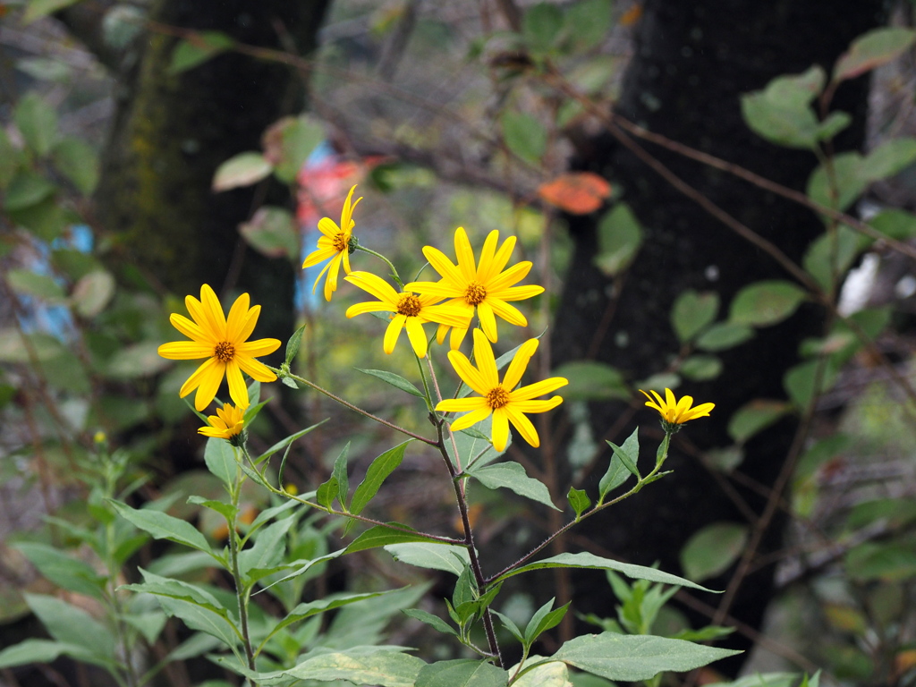 菊芋の花で試写