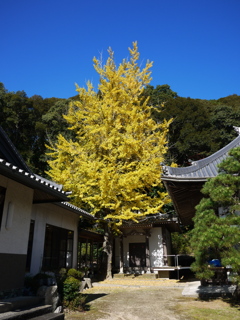 近場で紅葉６。