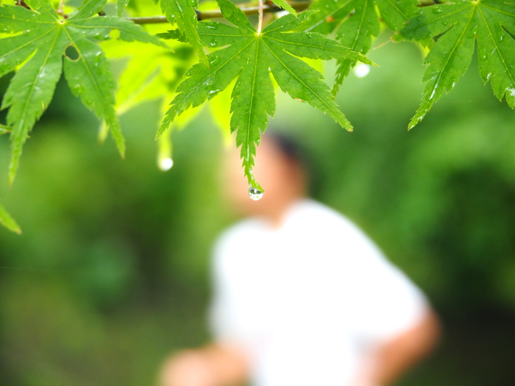 雨上がりの公園