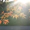 お散歩写真２