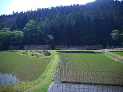 田舎の光景