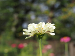 我が家の百日草・白