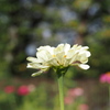我が家の百日草・白
