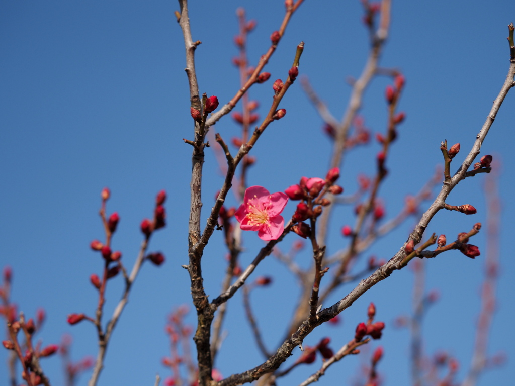 紅梅が一輪